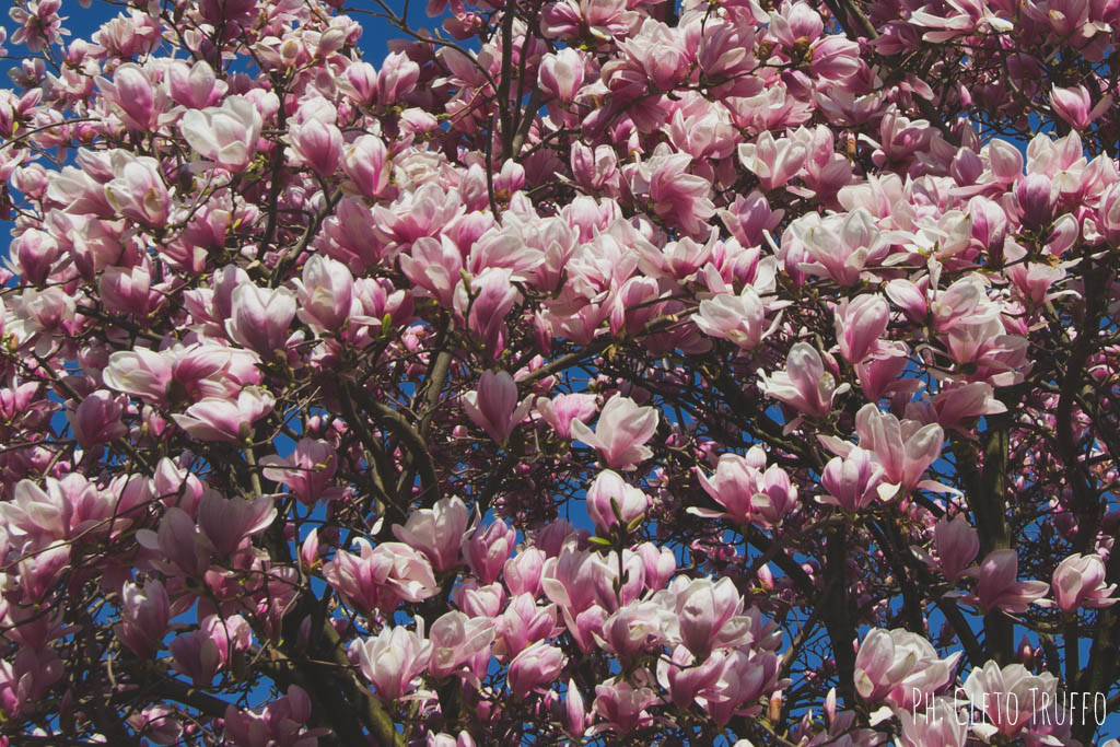 magnolia touret escursionismo