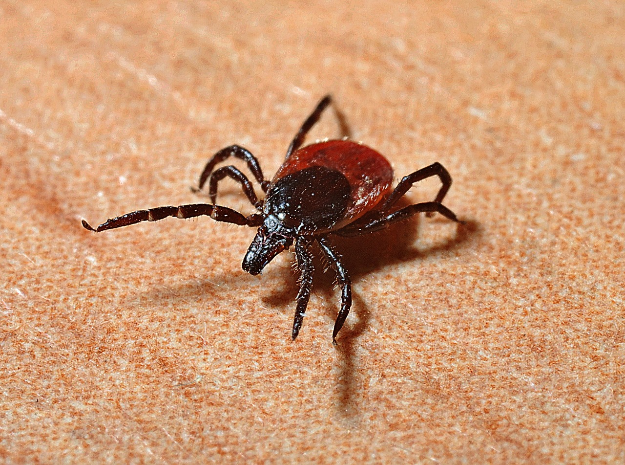 Ixodes ricinus (zecca dei boschi)